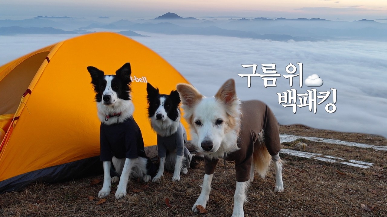 구름 위에서 강아지들과 나홀로 하룻밤