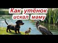 9.Как утёнок искал маму | Сказки про Дружка и Васечку #dog #cat #аудиосказки #детям