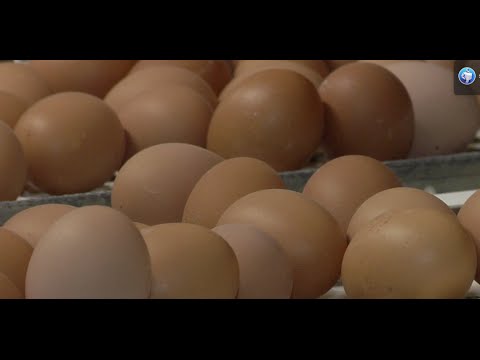 Video: Hvor Kommer En Høns æg Fra?