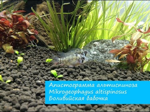 Апистограмма альтиспиноза Mikrogeophagus altispinosus или Боливийская бабочка