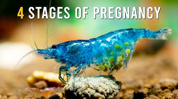 Neocaridina Shrimp BREEDING Guide (Red Cherry & Blue Velvet Shrimp)