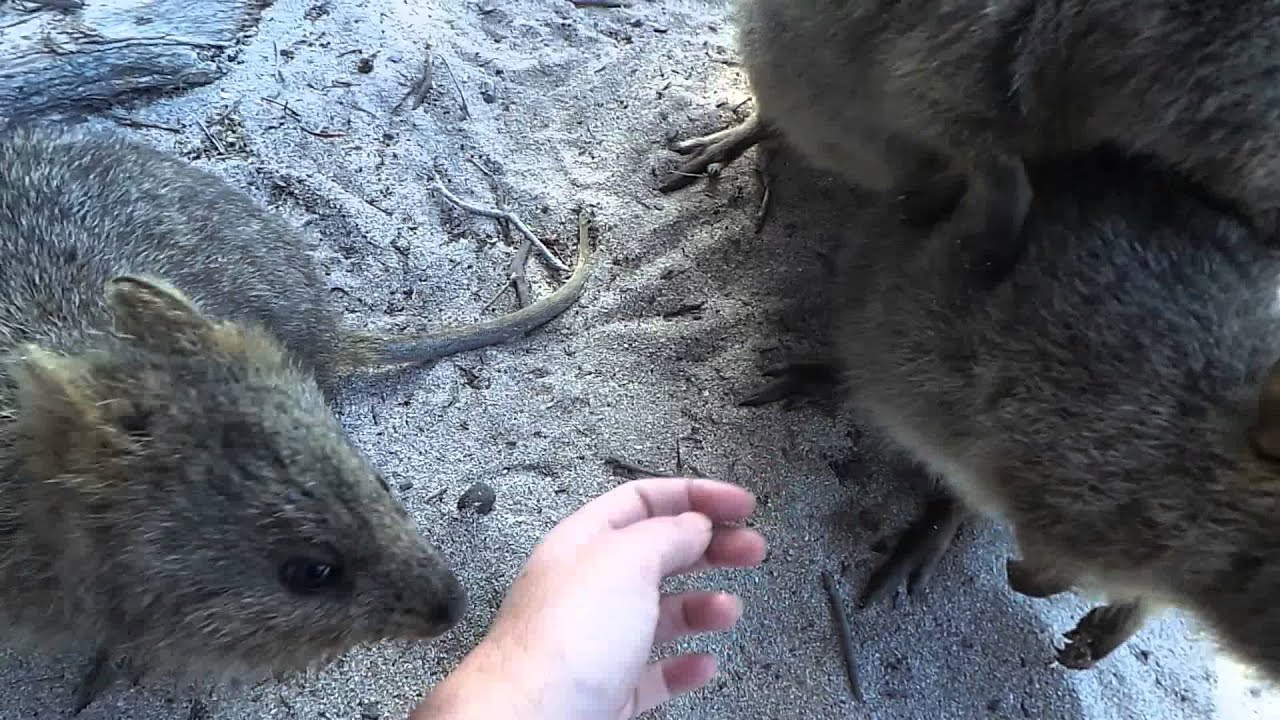 Quokka s In Need Of Water YouTube