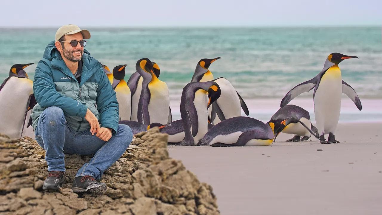 L’isola con un milione di pinguini: incredibile ma vero!