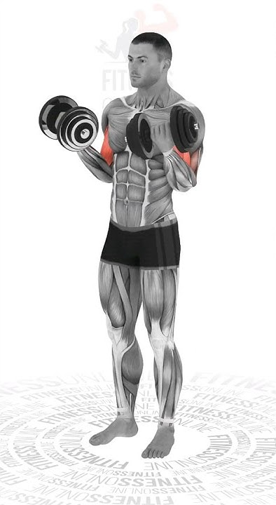 Сгибания рук с гантелями стоя/Standing dumbbell curls - YouTube