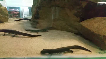 THE AMAZING SARDINIAN BROOK SALAMANDER