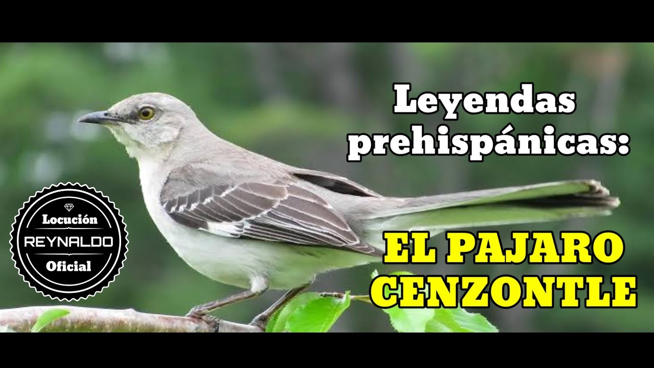 LEYENDAS PREHISP NICAS DE M XICO EL P JARO CENZONTLE YouTube leyendas-prehisp-nicas-de-m-xico-el-p-jaro-cenzontle-youtube