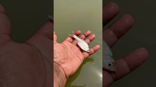 🎣 Safe Release Back to the Water! #viral #fish #shorts #trending
