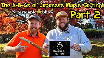 How to Graft Japanese Maples Part 2 | The ABC’s of Grafting Propagation ~ B: Blades in Motion