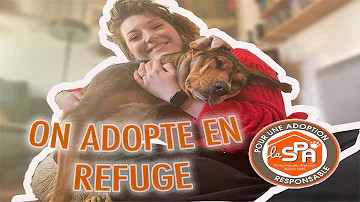 Quel animal adopter à la SPA ?