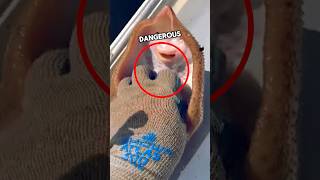 DO NOT TICKLE STINGRAY | 😨(Wait The End) #facts #animals