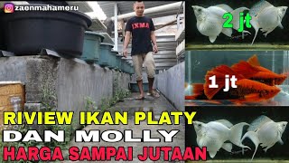 KAGET !! IKAN PLATY DAN MOLLY HARGA SAMPAI JUTAAN PER PASANG