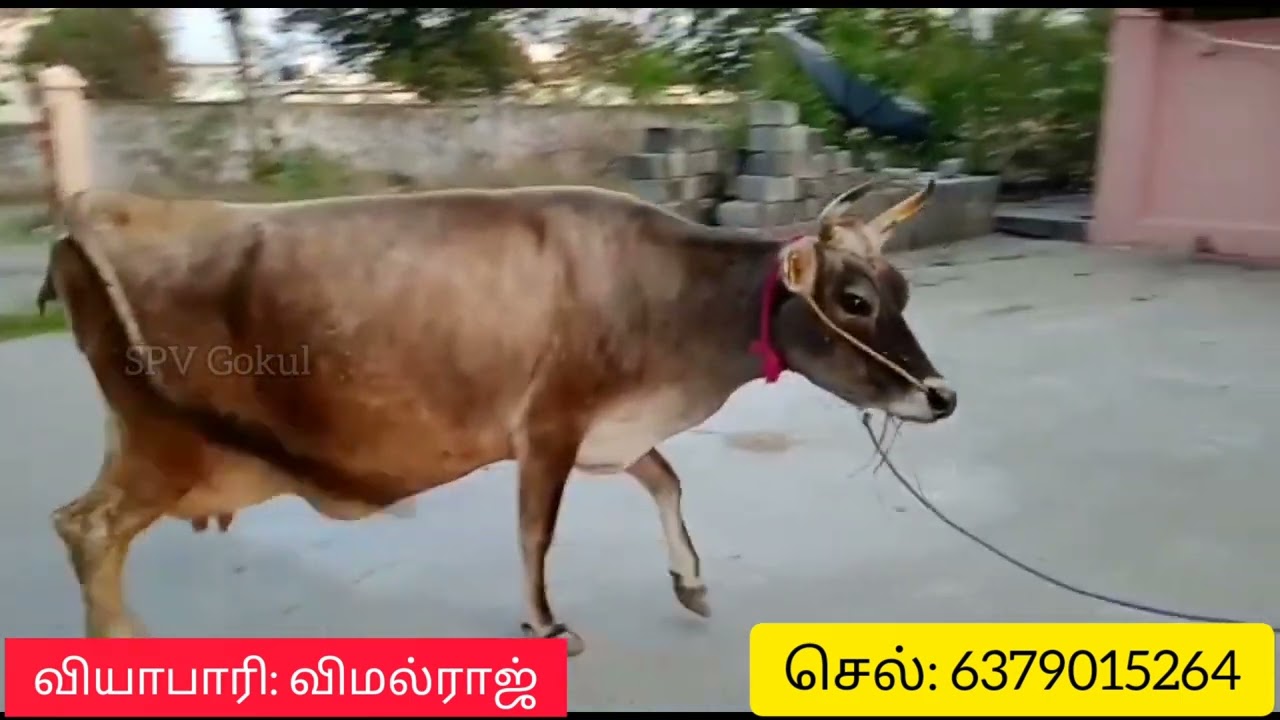 Good Milk Jersey Cow For Sales 