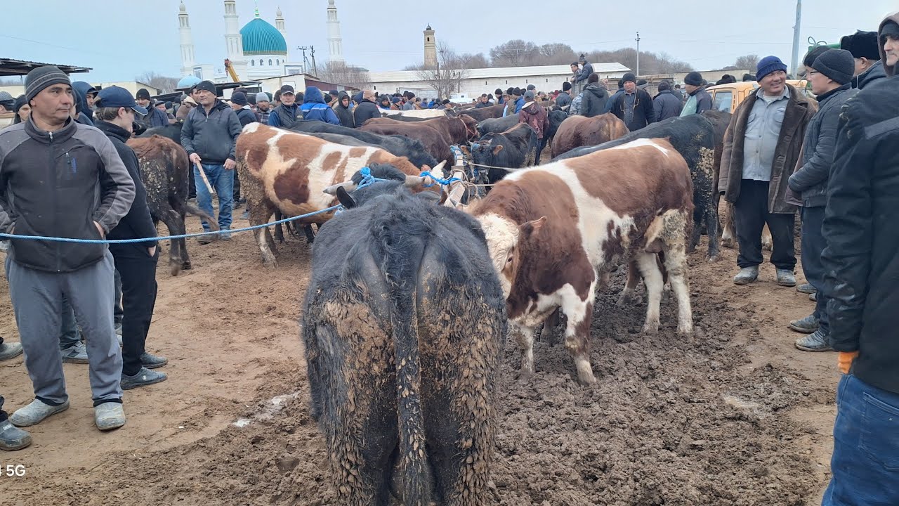 ХОРАЗМ БОГОТ МОЛ БОЗОРИ ЯНГИ НАРХИ 25-ФЕВРАЛ 2026-ЙИЛ