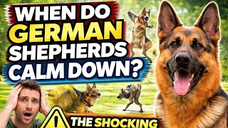 When Do German Shepherds Calm Down? (The Truth Most Owners Aren’t Ready For)