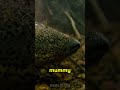 This Fish Can Survive Without Water for 3 YEARS?! 😱 | African Lungfish Fact