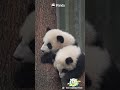 A Tree Branch Is The Ultimate Status Symbol Among Pandas | iPanda #shorts