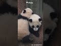 A Tree Branch Is The Ultimate Status Symbol Among Pandas | iPanda #shorts