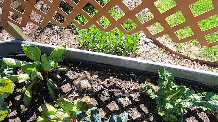 Nest of Six Baby Bunnies in Our Raised Garden