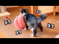 【元保護猫】子猫がお気に入りのクッションを自分で2階にある寝床へ運んでいました