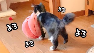 【元保護猫】子猫がお気に入りのクッションを自分で2階にある寝床へ運んでいました