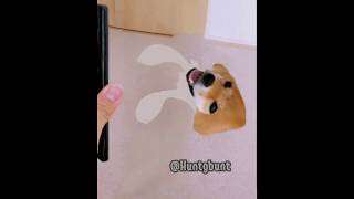 SQUID DOGE