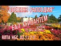 Ялта НБС 03 11 21г."Осенняя рапсодия" БАЛ ХРИЗАНТЕМ ! Крым. Это надо видеть!  Великолепие и восторг!