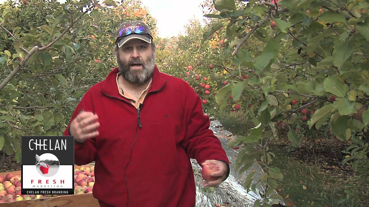 Fuji Apple Harvest in Washington State YouTube