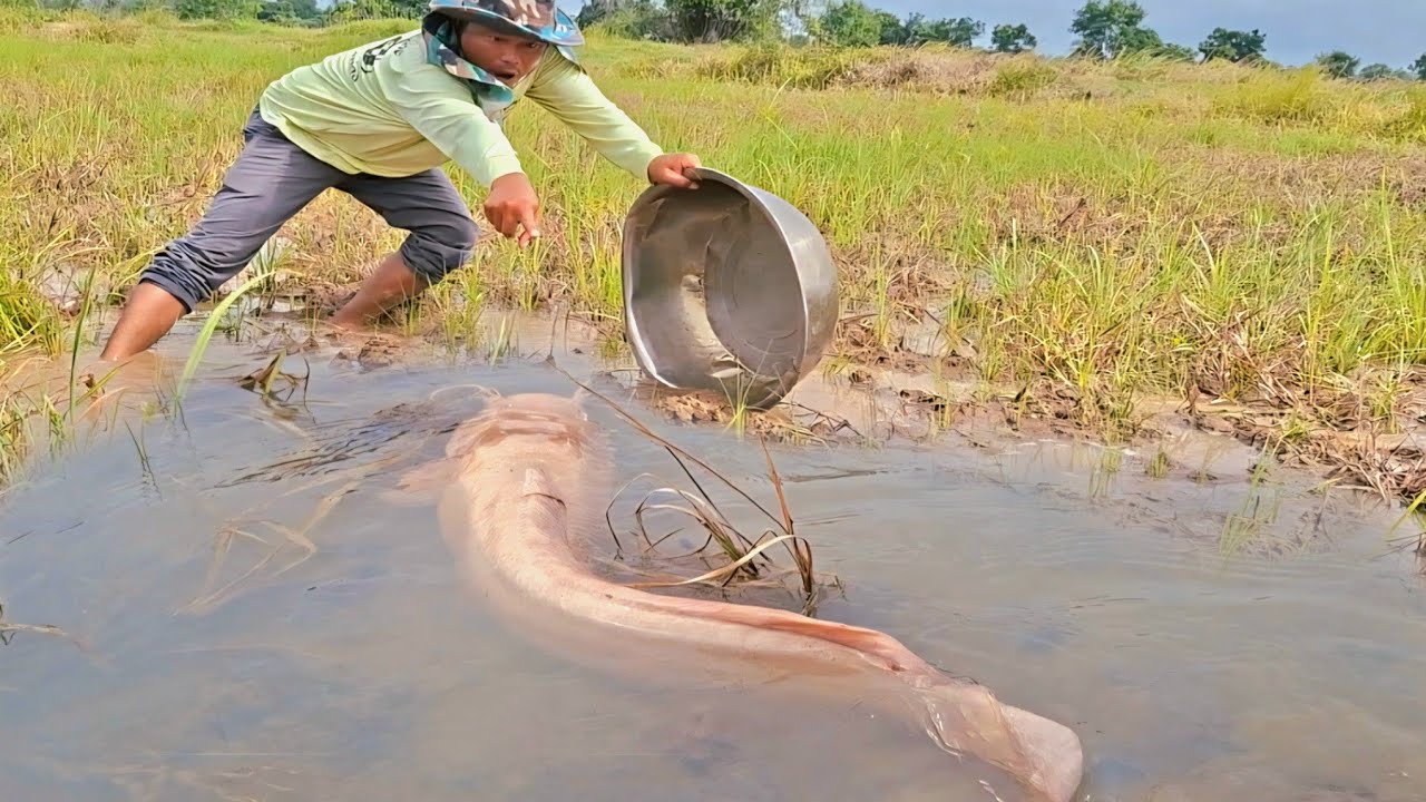 WOW Amazing Fishing! Catching big red fish in the rice fields after the ...