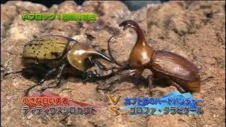 Rhino beetle war competitions! What is the strongest rhino beetle?