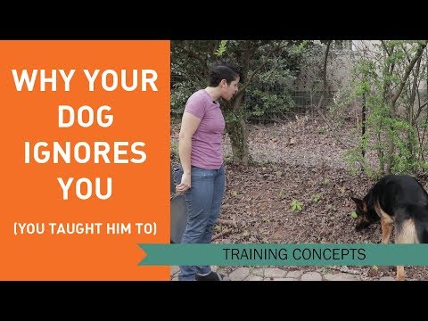 Videó: A kutyád figyelmen kívül hagyja Önt?
