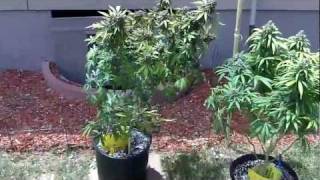 600 Watt Grow Tent #9