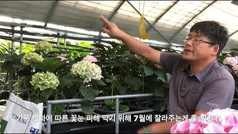 수국을 화분에 기를 때 반드시 알아둬야 할 3가지는?