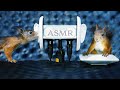 Squirrel asmr  earlicking eating squawking and footsteps