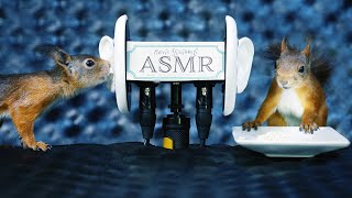 Squirrel ASMR - Ear-Licking, Eating, Squawking, and Footsteps