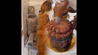 Download Lagu My dog tricked me into going bald! #fypシ゚viral #pov #foryoupage #fypツ MP3