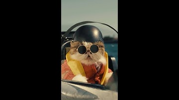 Top Gun... but with cats #shorts