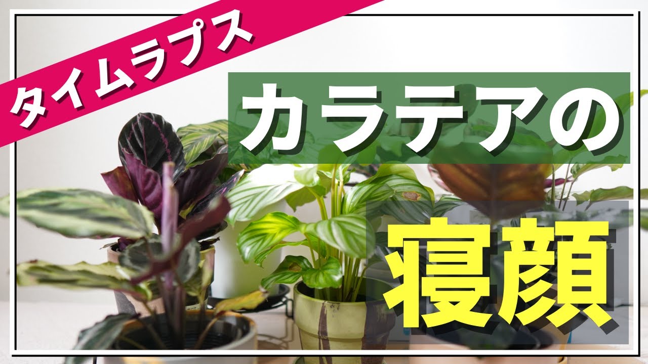観葉植物 カラテアの寝顔をタイムラプスで一気にご紹介 休眠運動 就眠運動 を見てみたい方は是非ご覧ください Youtube