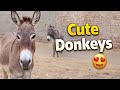Donkey mating season 