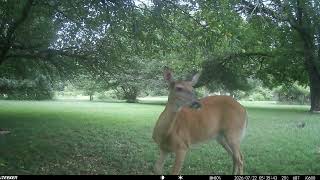 Archive Files of Trail Camera 3 Compilation 20260723 H