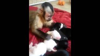 Monkey And His New Puppies