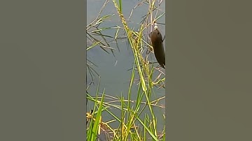 Câu cá rô đồng Cá cắn câu kéo phao thấy mê. #Shorts #fishing #sanghuynhvlog