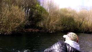 Echo Shadow 2 (caña ninfa)