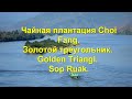 Чайная плантация Choui Fong.  Загадочный Золотой треугольник. Golden Triangle Park. Sop Ruak.