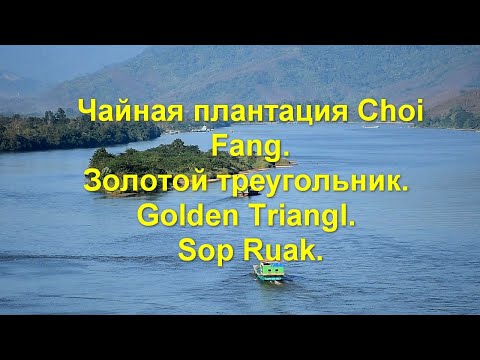 Чайная плантация Choui Fong.  Загадочный Золотой треугольник. Golden Triangle Park. Sop Ruak.