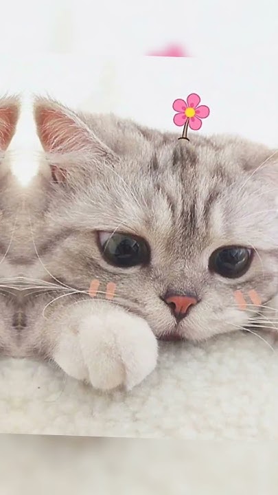 Милые котики 🐱🐱🐱 - YouTube