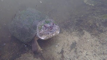 Snapping turtles Mr Big and Madam LeChomp mating part 1
