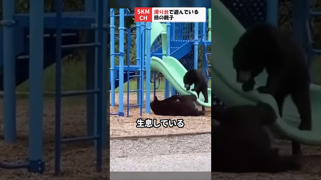 Bear and child playing on a slide - YouTube