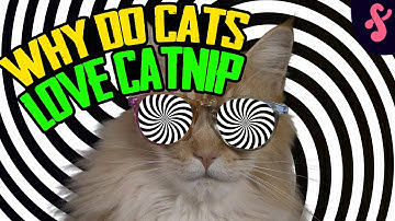 🌿Why do Cats Love Catnip? | Furry Feline Facts 🐾