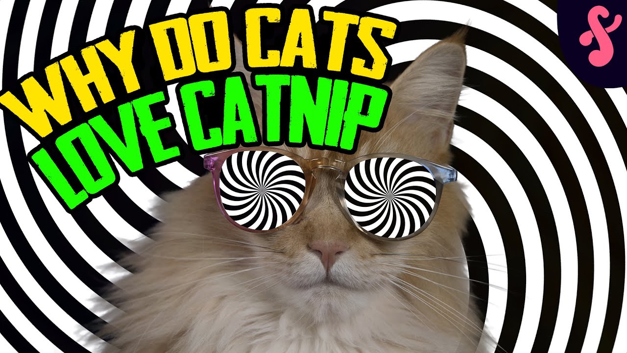 🌿Why do Cats Love Catnip? Furry Feline Facts 🐾 YouTube