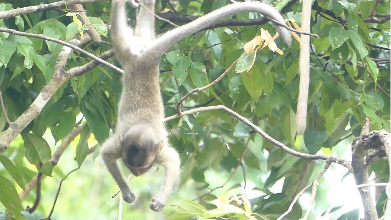 Hang On Baby Monkey Patricia, Time For Fun Including Jumping and ...